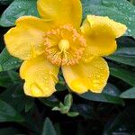 Hypericum × hidcoteense Bloem