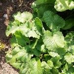 Stachys macrantha Leaf