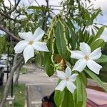 Cerbera odollam Flower