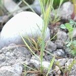 Festuca ambigua Leaf