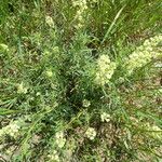 Reseda lutea Облик