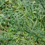 Artemisia dracunculus Habit