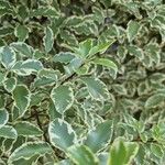 Pittosporum tenuifolium List