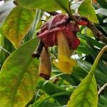 Drymonia coccinea Hábito
