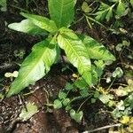 Persicaria hydropiper Hoja