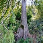 Taxodium distichumBark