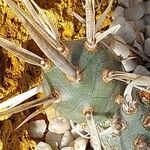 Tephrocactus articulatus Deilen