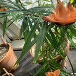 Freycinetia multiflora List