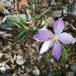 Crocus corsicus Flower