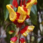 Thunbergia mysorensis Flor
