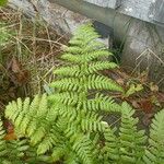 Dryopteris carthusiana Foglia