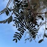 Prosopis cineraria Fuelha