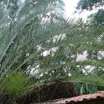 Dypsis decaryi Ліст