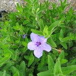 Ruellia humilis Лист