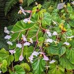 Begonia grandisFlower