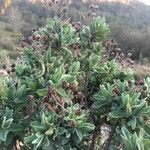 Cistus albidus Habitat