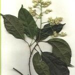 Pleuranthodendron lindenii Other