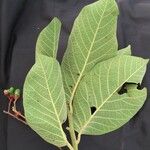 Ocotea sinuata Hoja