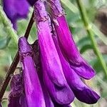 Vicia eriocarpa Blodyn