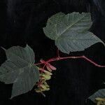 Acer pectinatum Hábito