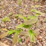 Vaccinium pallidum Fuelha