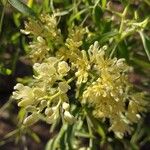 Moringa drouhardii Flower