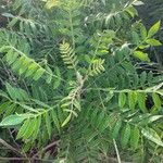 Rhus copallinum Fuelha