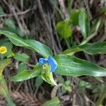 Commelina benghalensisFlower