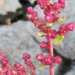 Oxybasis chenopodioides Flower