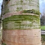 Betula maximowicziana Bark