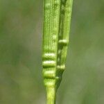Carex pallescens Кора