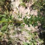 Podolobium ilicifolium Hoja