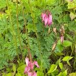 Dicentra eximia Blüte