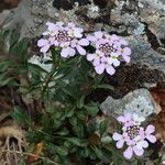 Iberis carnosa Hoja