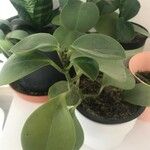 Peperomia magnoliifoliaFolha