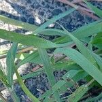 Eragrostis minor Jani