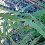 Eragrostis minor Blatt