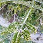 Abies nebrodensis 叶