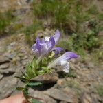 Scutellaria alpina Blüte