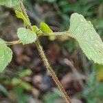 Clinopodium menthifolium List