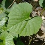 Vitis vulpina 葉