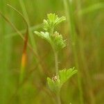 Alchemilla australis Прочее