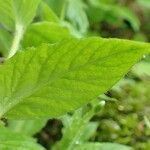 Stellaria nemorum Leaf