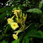 Odontadenia verrucosa Flower