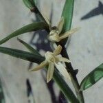 Dendrobium crassifolium Kvet