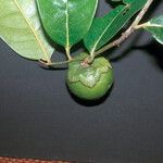 Diospyros cayennensis 果実