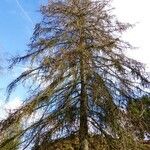 Larix decidua অভ্যাস