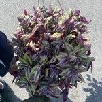 Tradescantia zebrinaLeaf