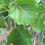 Ficus abutilifolia पत्ता