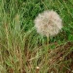 Tragopogon porrifolius Fruit